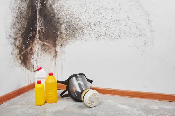 Why You Should Choose Our Mold Remediation Services in Leisure Village, NJ